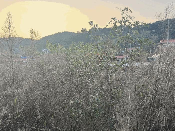 세종 금남면 달전리 319-3 답 사진 5