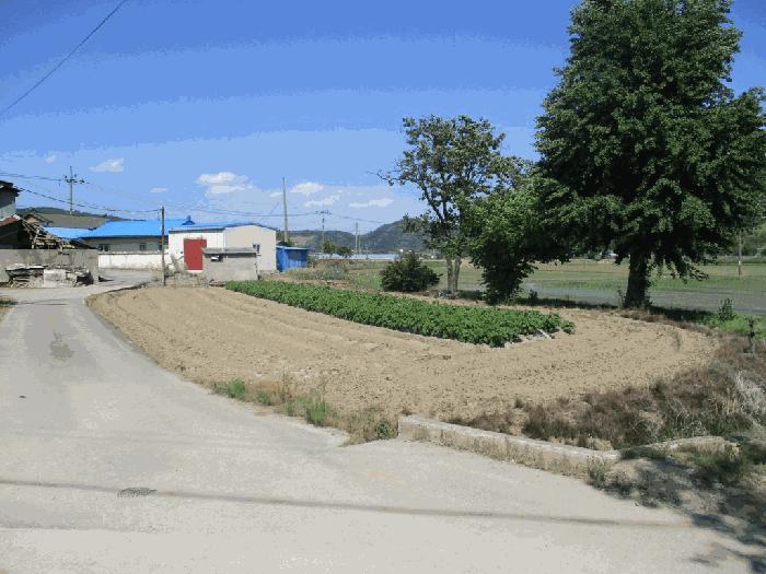 세종 전동면 보덕리 388-5 답 사진 2