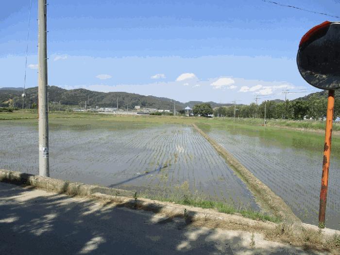 세종 전동면 보덕리 388-5 답 사진 4